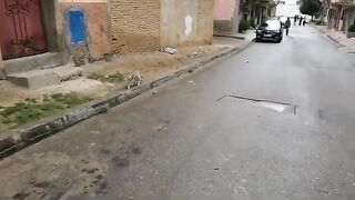 Lovely kitten trying to catch the camera