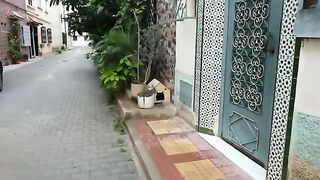 The black-nosed mother cat wants us to put food next to her kitten box.