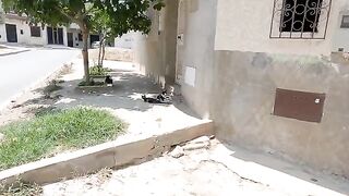 Bagira cat slaps her cats after they have grown up to get away from her area.