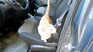 A cute cat got into our car to wait for her meal.