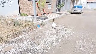 The cuteness and meowing of cats starts every time they see me.