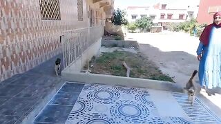 Adult cats want food, while poor kittens need help.