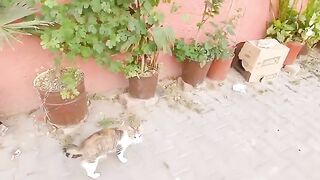 Cat Mama wasn't reassured until we put all her kittens inside her house.