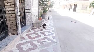 Kittens are shy and Mama Cat strokes instead of shaking hands.