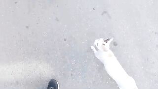 Mama Cat takes me to see her kittens who are starting to come out of her house.