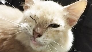 With crazy cat
