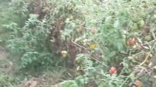 Surah fajar recitation full Arabic text