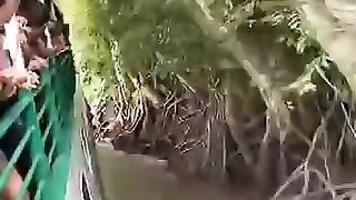 ????Onça vs salvação