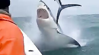???????????? Great White Catches a Sailfish Mid-Air Beside the Boat