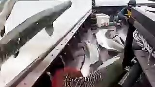 ???????? 2-Meter ARAPAIMA Catapult Onto the Boat Deck—THUDS You Can Feel!