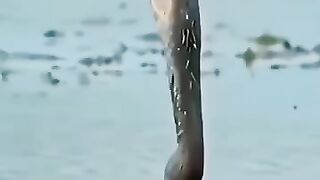 Will He Catch It? The Ultimate Fishing Fail?