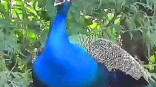 Stunning Peacock Sound And Display ????✨