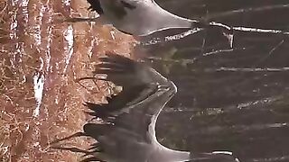 Amazing Bird Romance. ????????. Watch Common Cranes in the Wild.