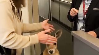 meme funny video status