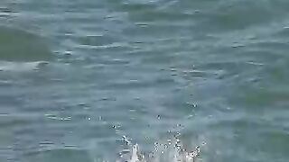 Incredible Osprey Fishing Dive! ???????? | Nature's Top Predator.