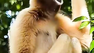 Rare Hoolock Gibbon Calling in the Forest. ????. Wildlife of Assam.