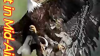 Epic Aerial Battle. ????????. Eagle vs Eagle For Food!