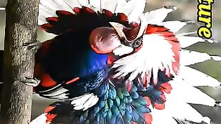 Magic of Nature. Beautiful Colourful Bird.