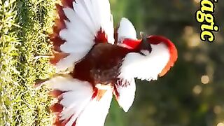 Nature or Magic? Is This Bird Even Real?
