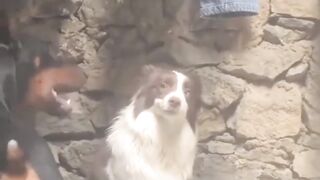 meme funny video status