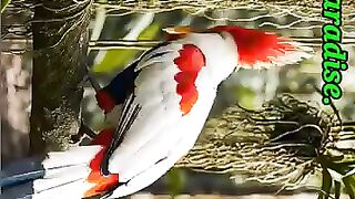 The Tiny Gem of the Jungle. ???????? King Bird-of-Paradise!