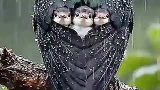 Maa O Maa. Maa Mujhe Apne Anchal Mein Chupa Le. Mother's Love.
