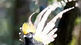 Nature’s Best Dancer.???????? Incredible Bird Mating Dance ????✨