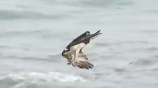 The Ultimate Struggle! Eagle vs. Massive Fish.