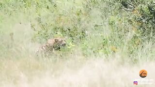 Cheetah Mother Tries Saving Cub After Leopard Catches It.mp4.2026