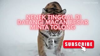 Nenek Tua di Datangi Harimau Besar