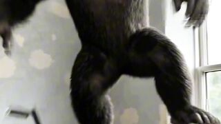 This is how a gorilla climbs stairs