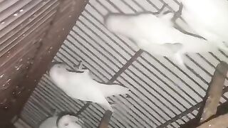 Raw parrot abandoned