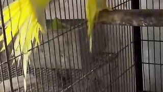 Yellow parrot color