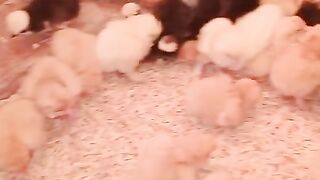 This is a chicken aseel