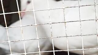 Kabootar and cage