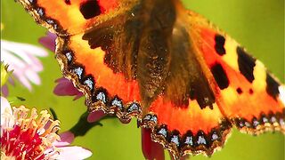 ✅Música bonita e relaxante para alívio da tensão- Música de meditação, música para dormir- Fragmentos #58