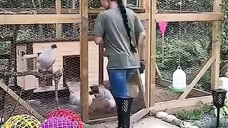 Metode Aman Menjaga Ayam Di Pegunungan