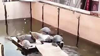 Funny videos