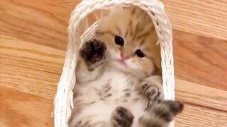 Kittens make your heart sob