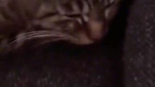 Cats songer