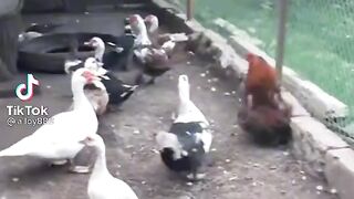 Chiken jakson dance
