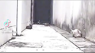Super man cat
