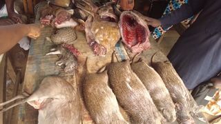 This is SHOCK !!! Extremely wild animals. Market tour.