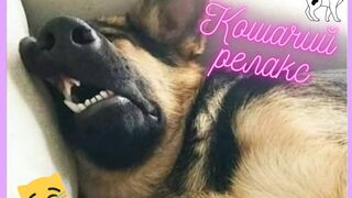 МУРЧАНИЕ КОТА -АНТИСТРЕСС! Кот использует вибрации лечебной силы 120 Гц
