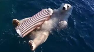 TALLINN ZOO - polar bear