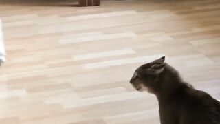 Лучшие Котики сборник 2021