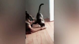 Приколы с котами и другими животными