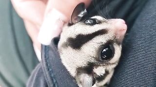 Cute Baby Animal - Best Of The 2021 Funny Animal Videos - TRY NOT TO LAUGH!
