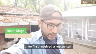 Top 5 Epic Animal Rescue Catches