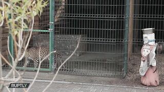 Лев и леопард вернутся домой